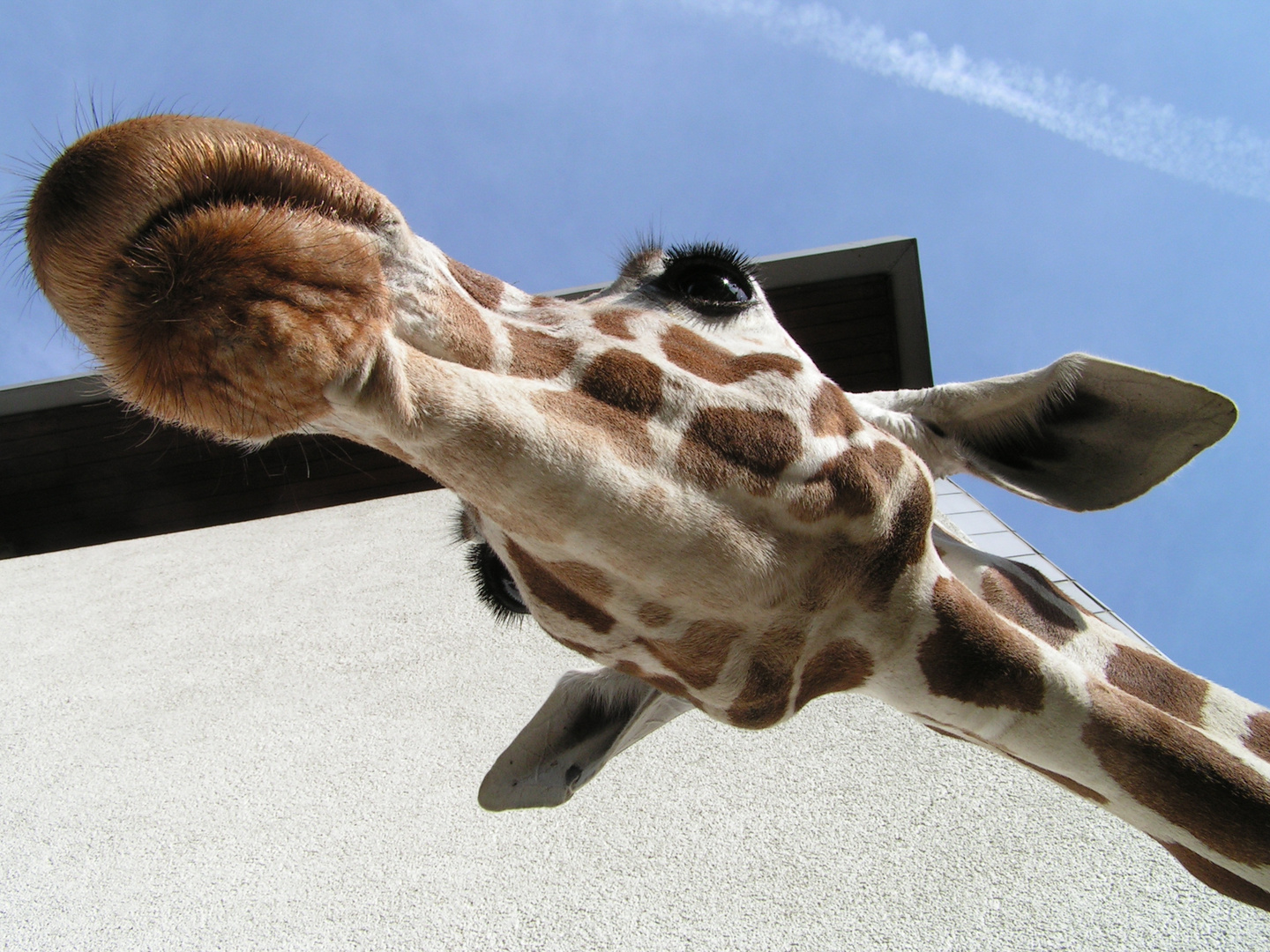 Giraffe Alice von unten