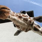 Giraffe Alice von unten