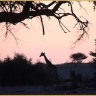 Giraffe als Scherenschnitt ... in Namibia