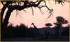 Giraffe als Scherenschnitt ... in Namibia