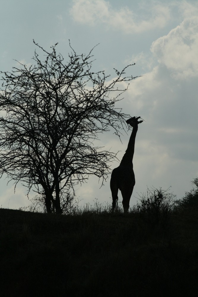 giraffe am abend 1