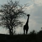 giraffe am abend 1