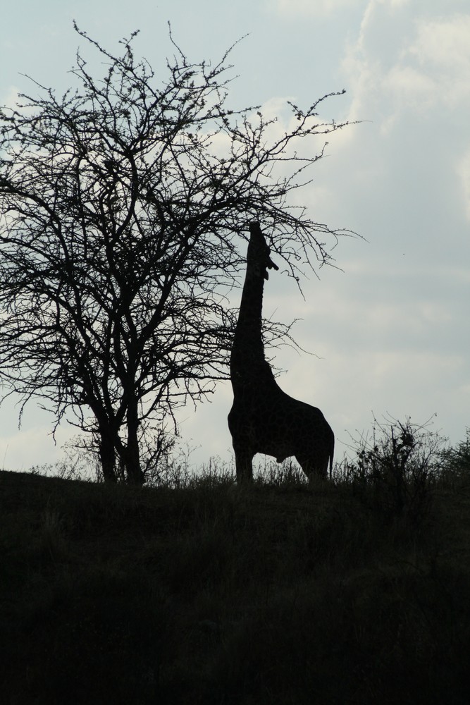 giraffe am abend 2