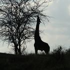 giraffe am abend 2