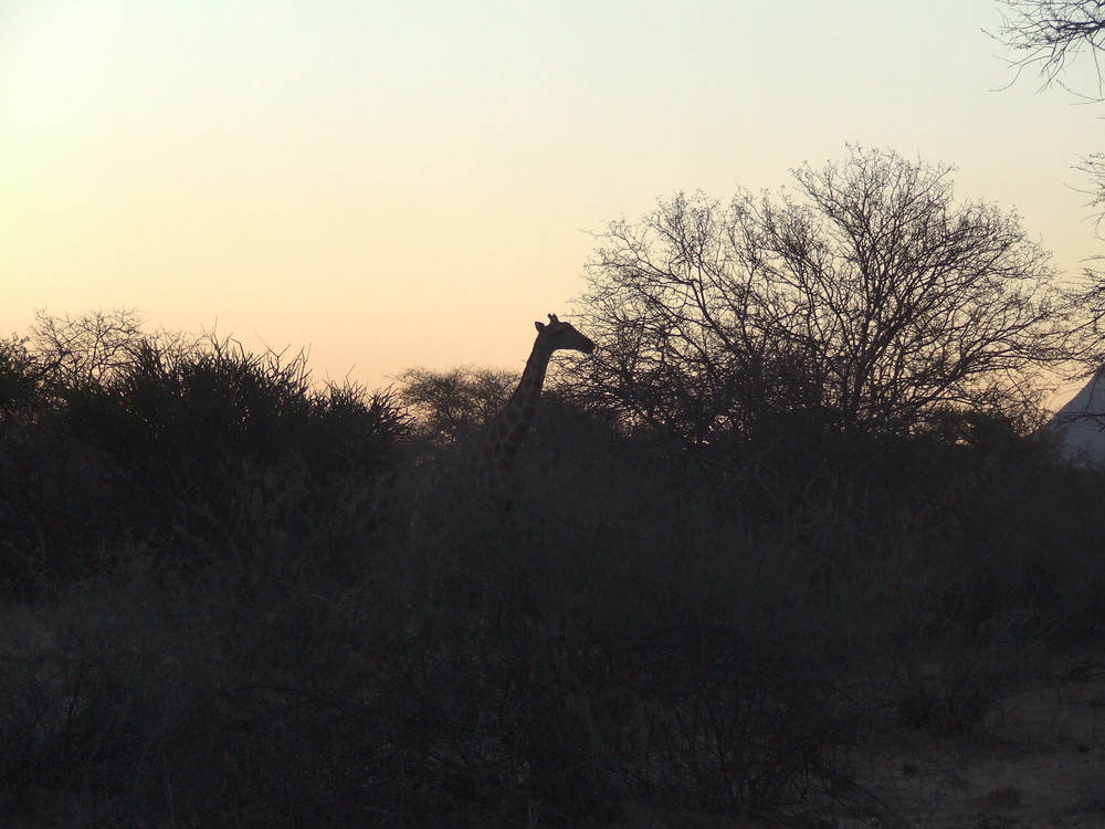 Giraffe am Abend