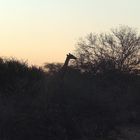 Giraffe am Abend