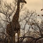 Giraffe am Abend