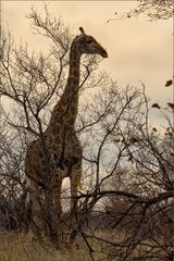 Giraffe am Abend