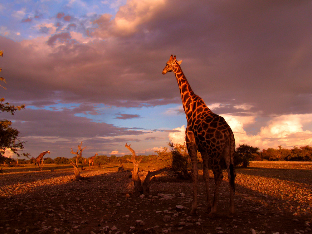 Giraffe am Abend