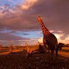 Giraffe am Abend