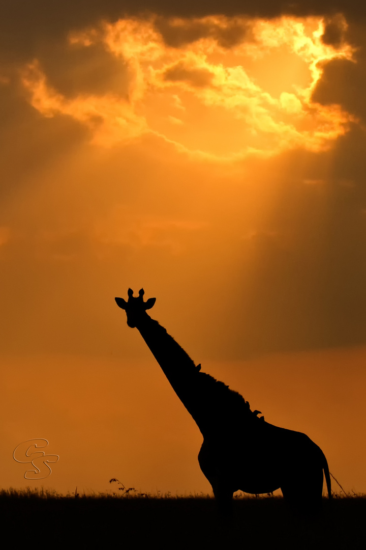 Giraffe am Abend in Masai Mara