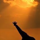 Giraffe am Abend in Masai Mara