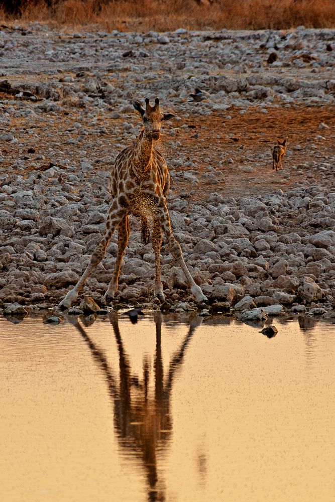 Giraffe am abendlichen Wasserloch von Okaukuejo