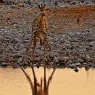 Giraffe am abendlichen Wasserloch von Okaukuejo