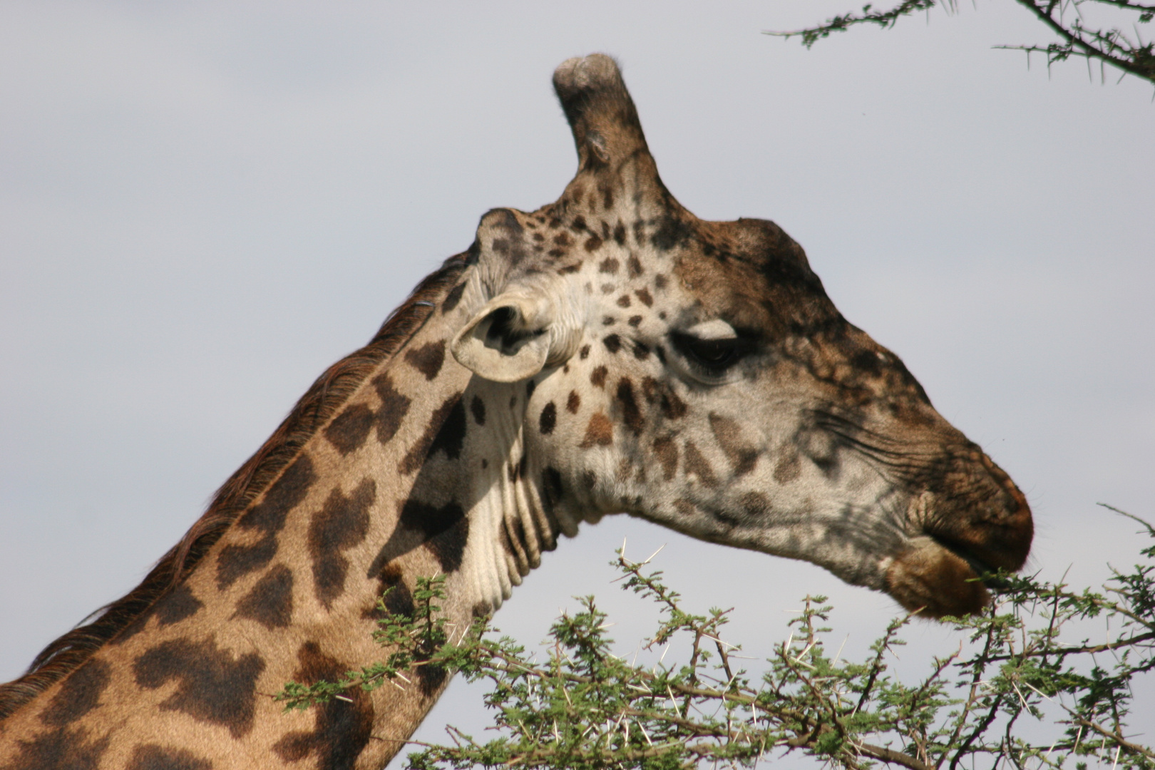 Giraffe am essen