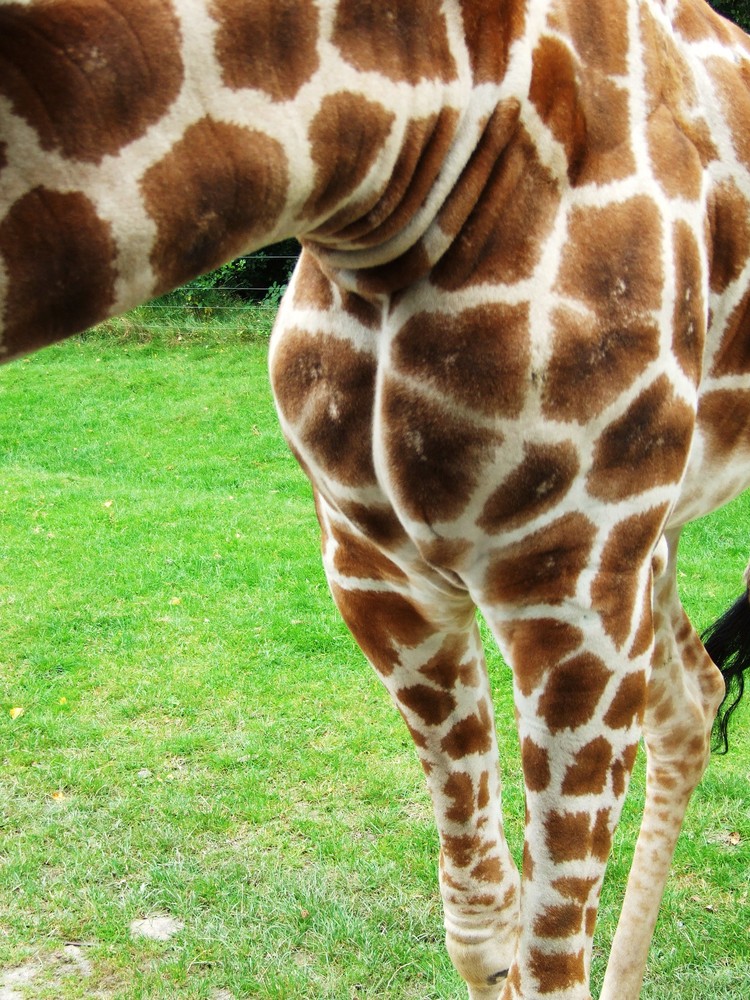 Giraffe am Fenster