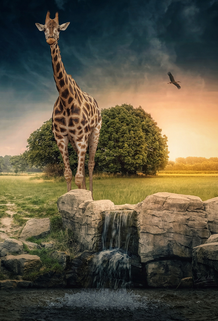 Giraffe am Fluss