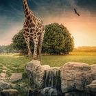 Giraffe am Fluss