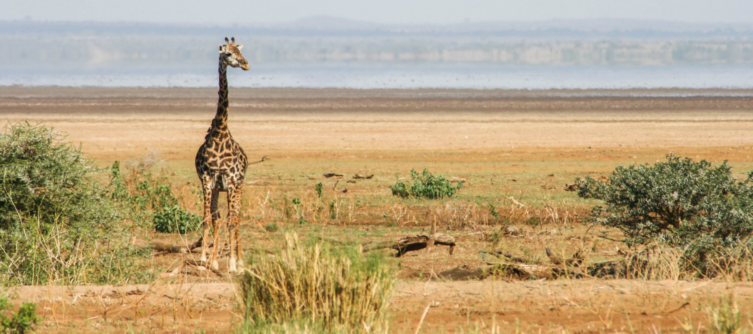 Giraffe am Lake Manyara