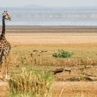 Giraffe am Lake Manyara