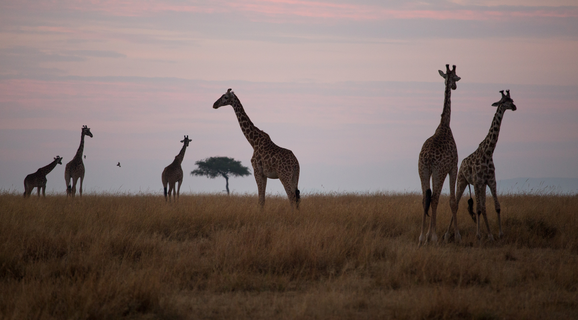 Giraffe am Morgen...