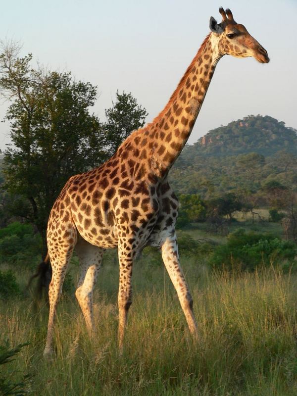Giraffe am Morgen vor Rock Lodge