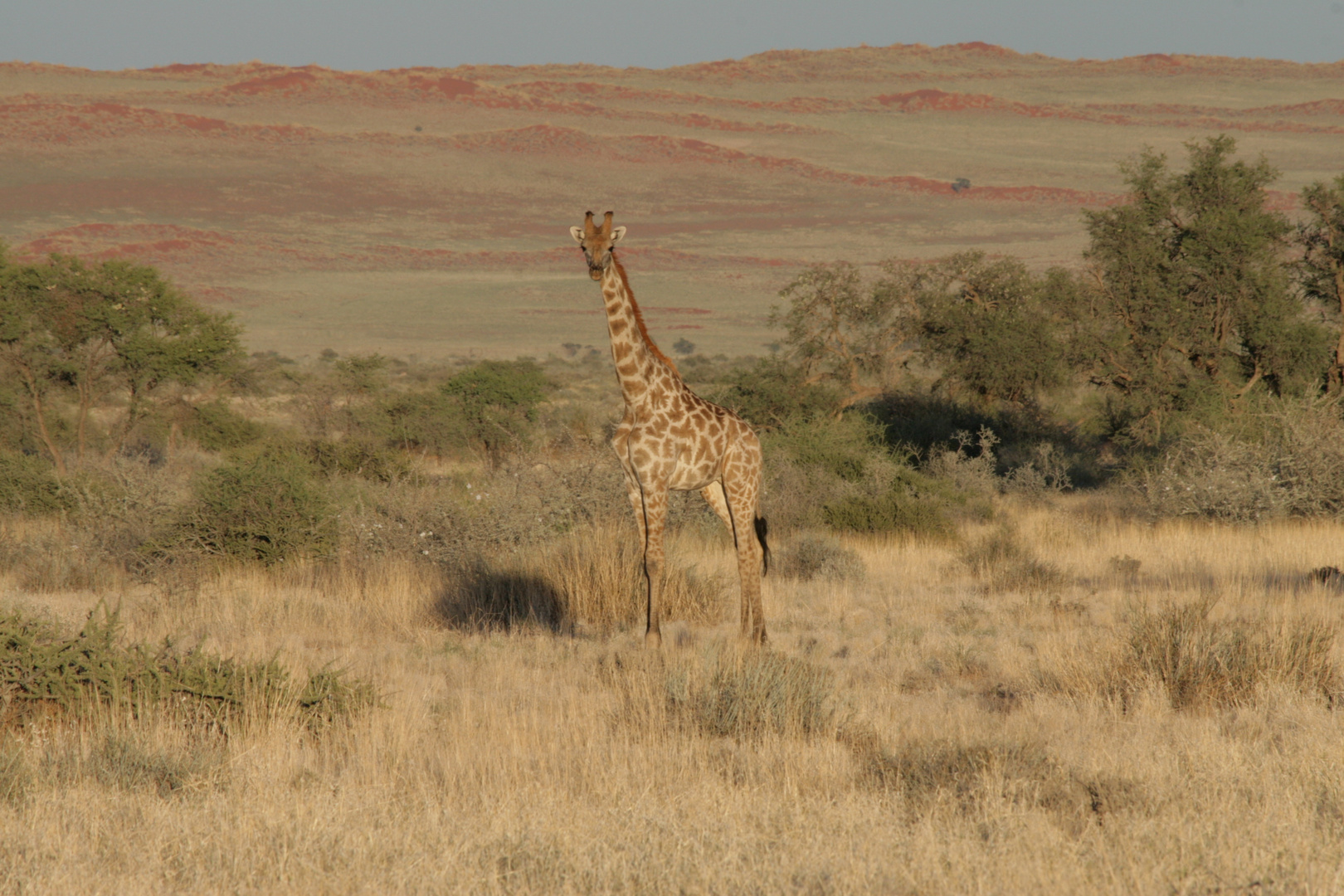Giraffe am Rande der Namibwueste