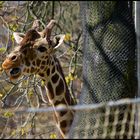 Giraffe am staunen