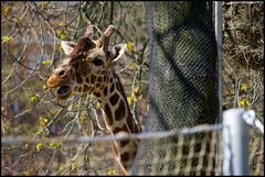 Giraffe am staunen