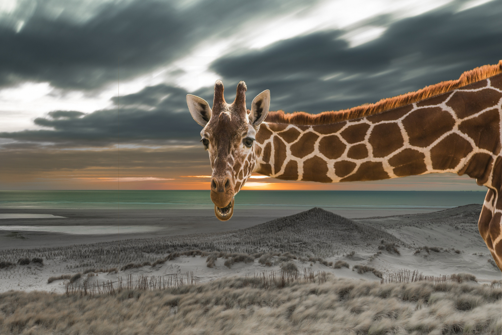 Giraffe am Strand