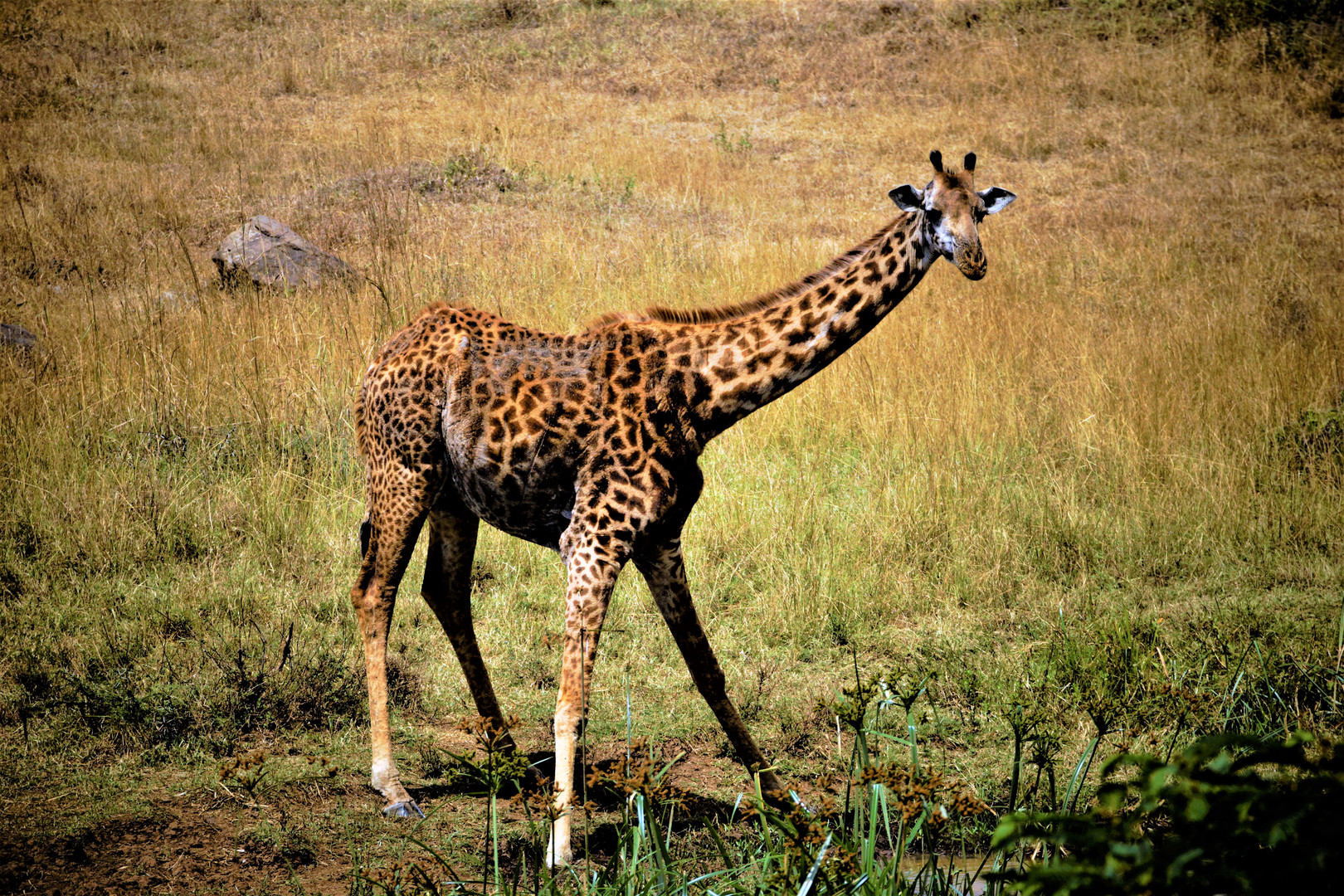 Giraffe am Trinken