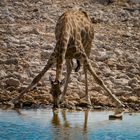 Giraffe am Wasserloch