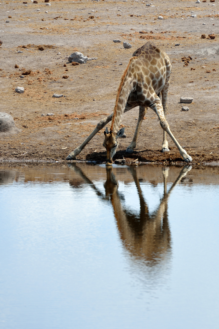 Giraffe am Wasserloch