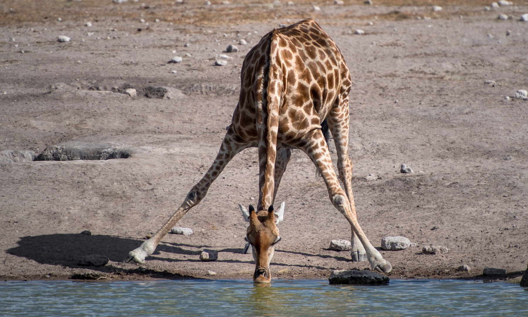 Giraffe am Wasserloch