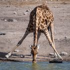 Giraffe am Wasserloch