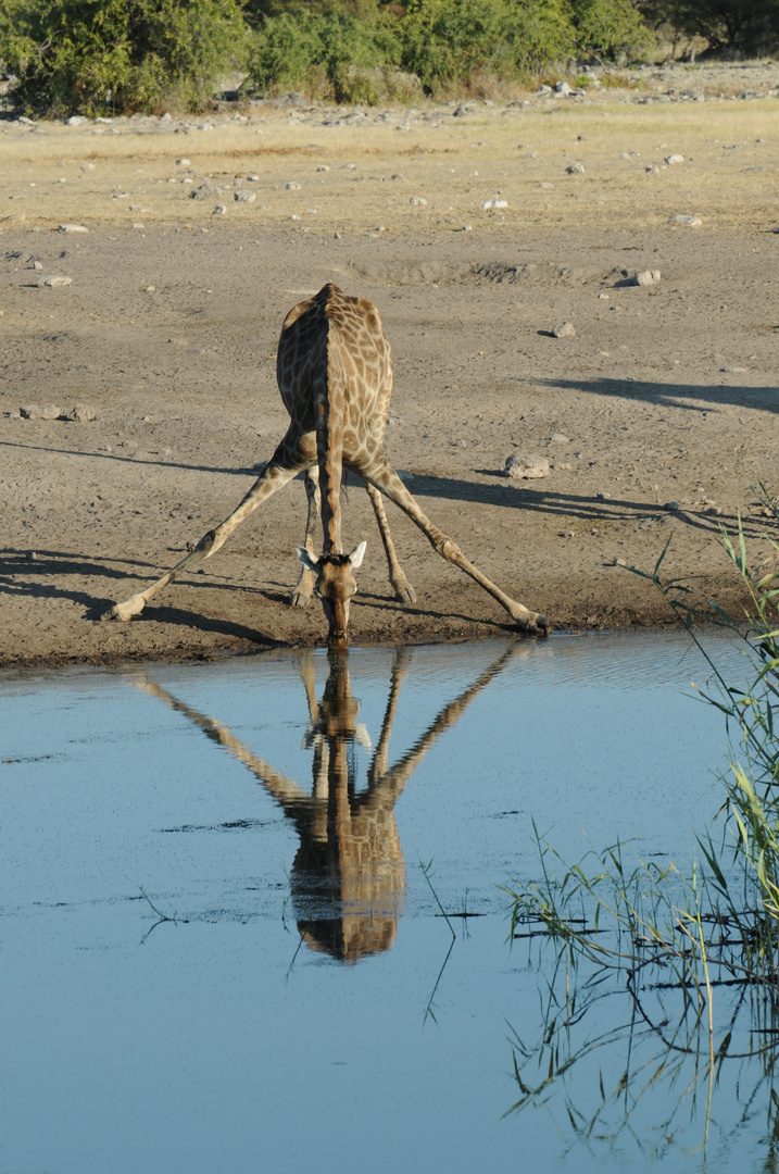 Giraffe am Wasserloch