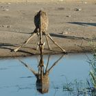 Giraffe am Wasserloch