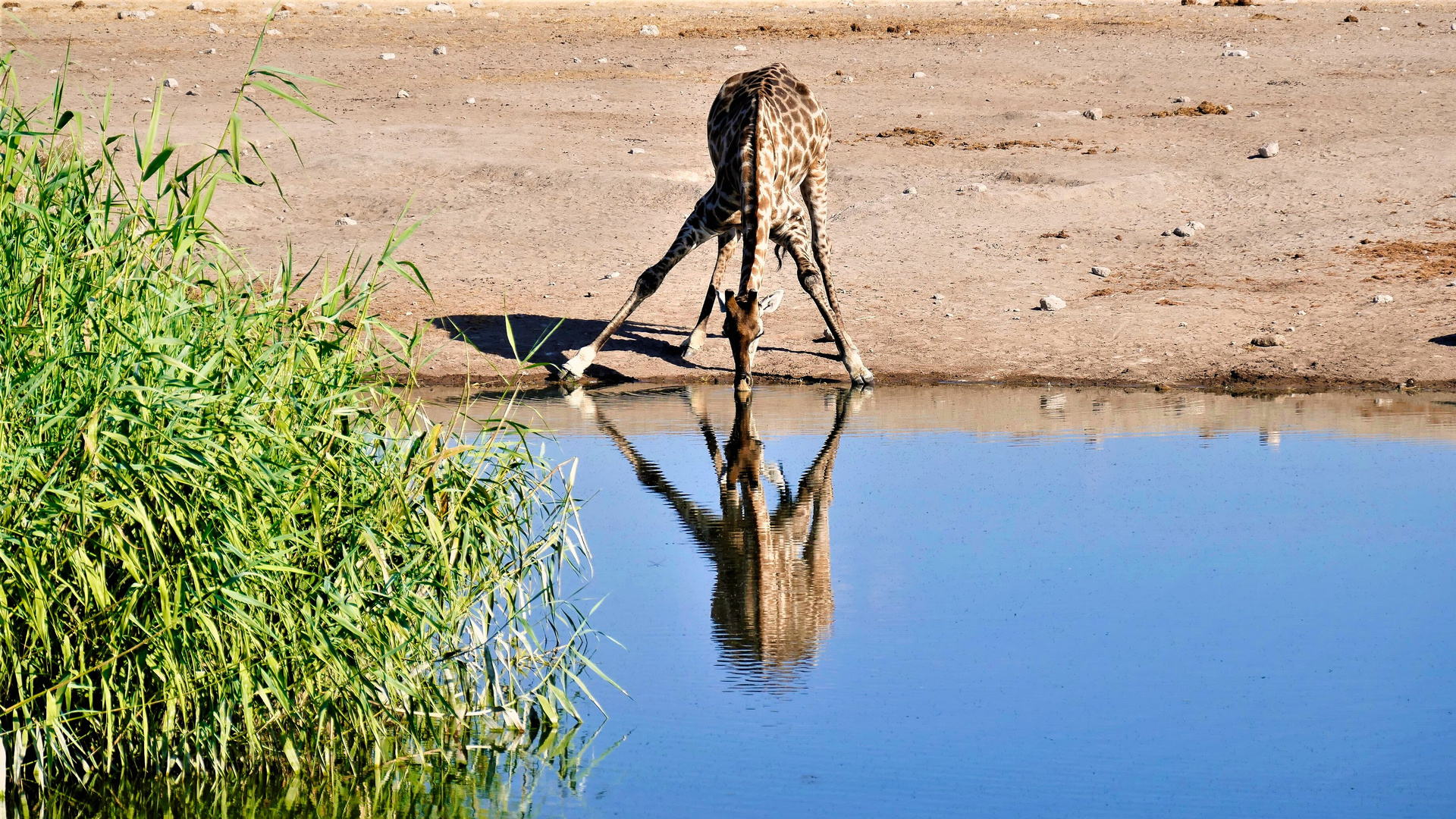 Giraffe am Wasserloch