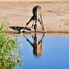 Giraffe am Wasserloch