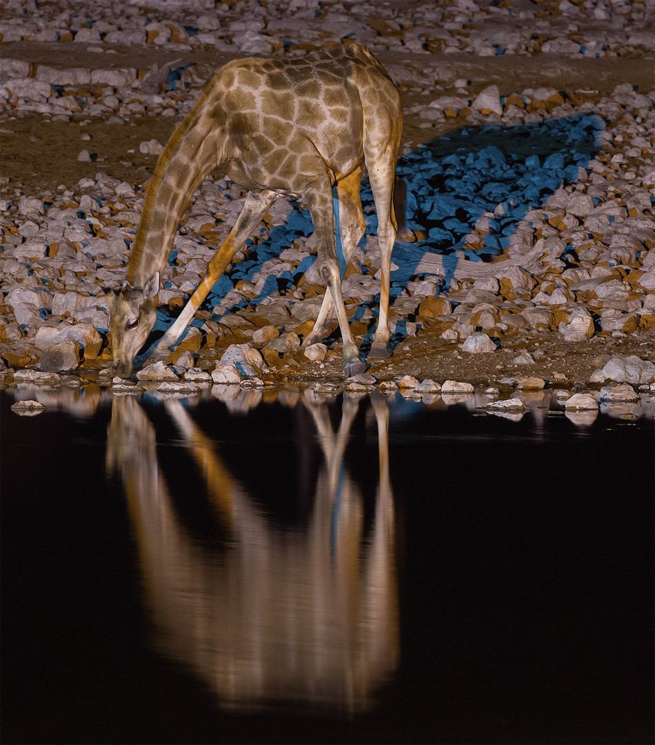 Giraffe am Wasserloch