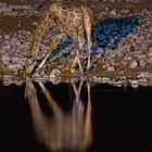 Giraffe am Wasserloch