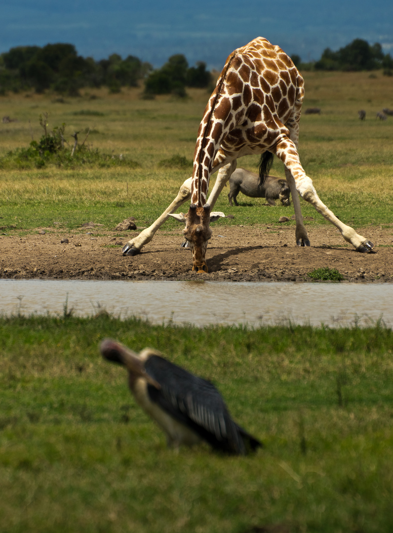 Giraffe am Wasserloch