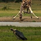 Giraffe am Wasserloch