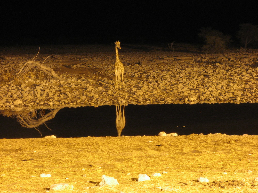 Giraffe am Wasserloch in Okaukuejo