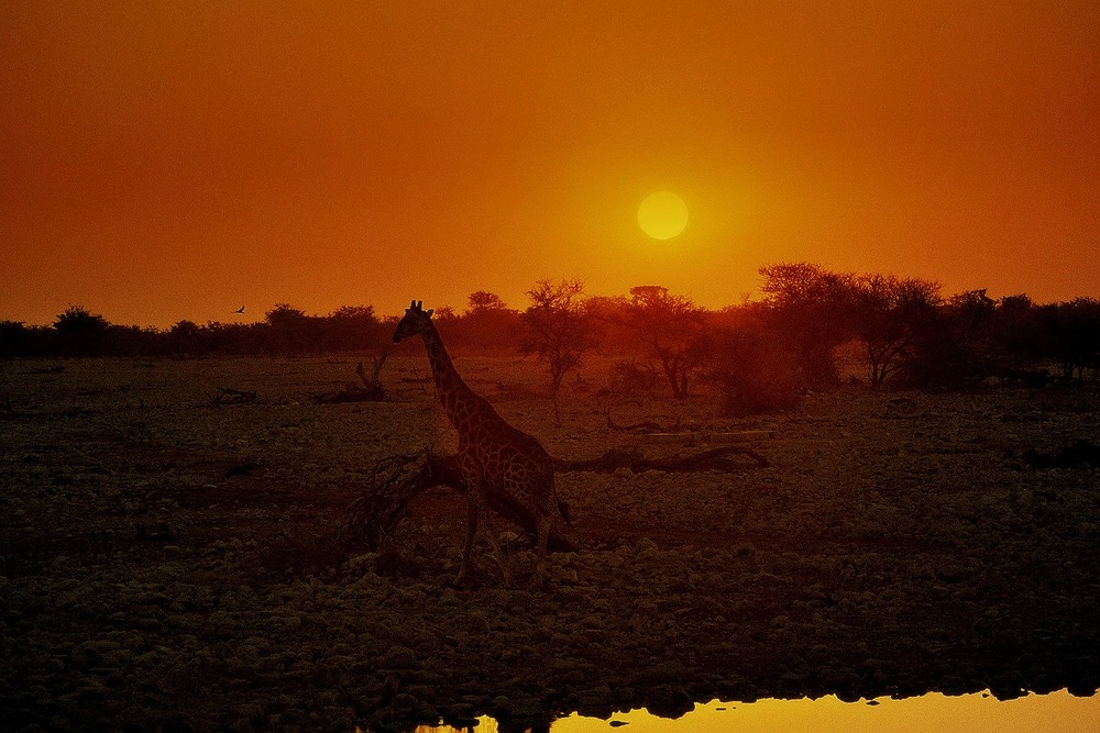 Giraffe am Wasserloch in Okaukuejo (Etosha Park)