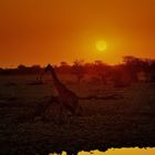 Giraffe am Wasserloch in Okaukuejo (Etosha Park)