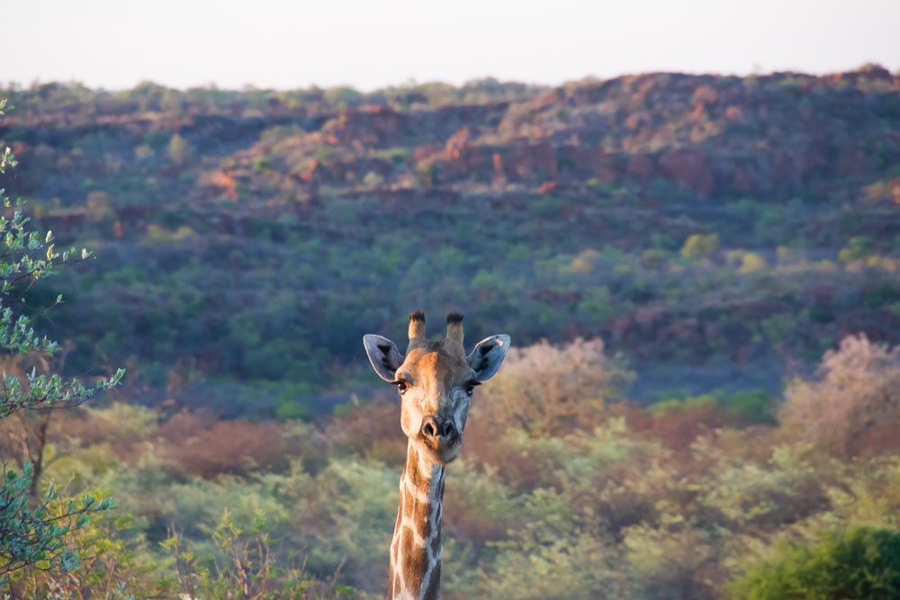 Giraffe am Waterberg Namibia