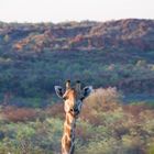 Giraffe am Waterberg Namibia