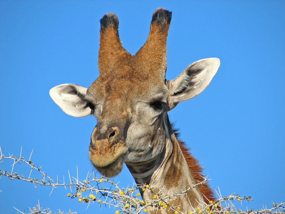 Giraffe an Akazienblüten