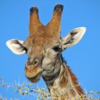 Giraffe an Akazienblüten